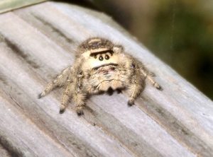 Canopy Jumping Spider